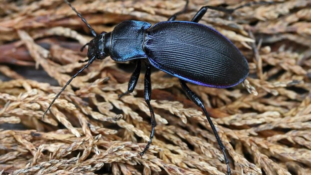 Carabid beetles as potential bioindicators to track soil microplastics