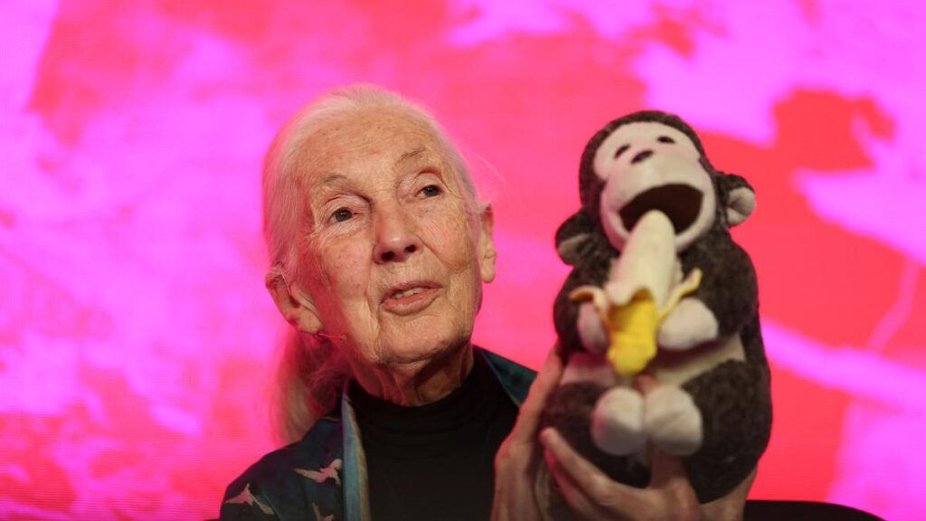 Daily Quiz | On Jane Goodall Daily Quiz | On Jane Goodall