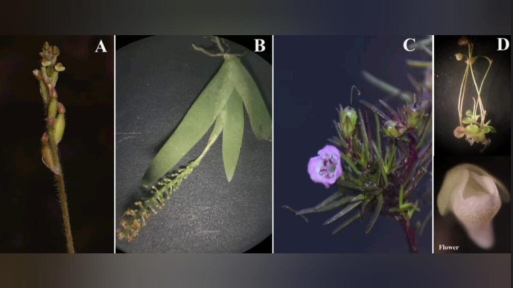 Dharwad botanists discover four new species of plants in Western Ghats