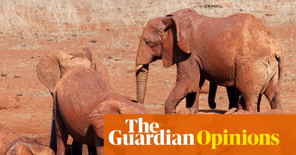 Dogs name toys while elephants name each other. Animal language is more complex than we imagine | Helen Pilcher