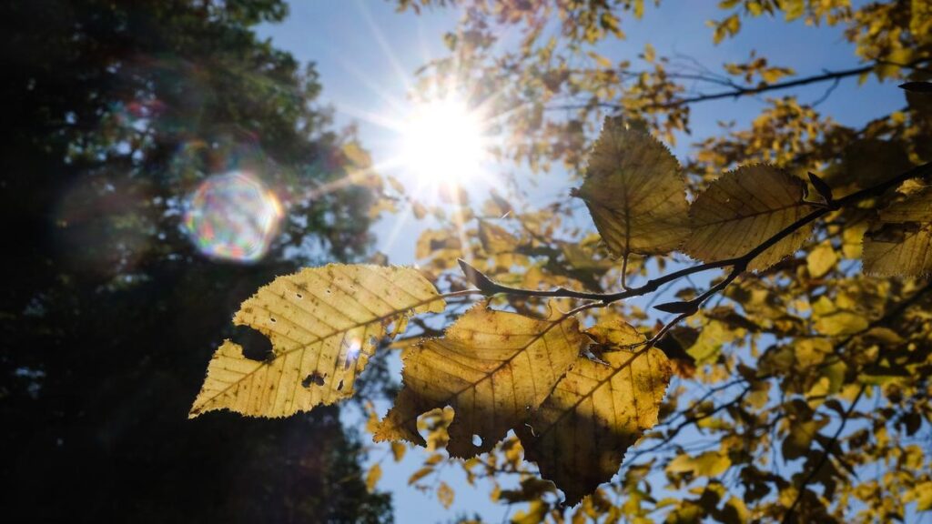 Easy like Sunday morning - The Hindu