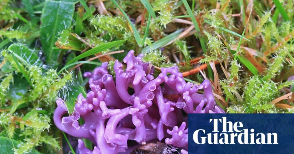 Fungi finds: UK citizen scientists make rare pink and purple discoveries | Fungi