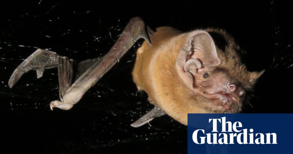 Grisly recording reveals bat catching, killing and eating robin mid-flight | Animal behaviour