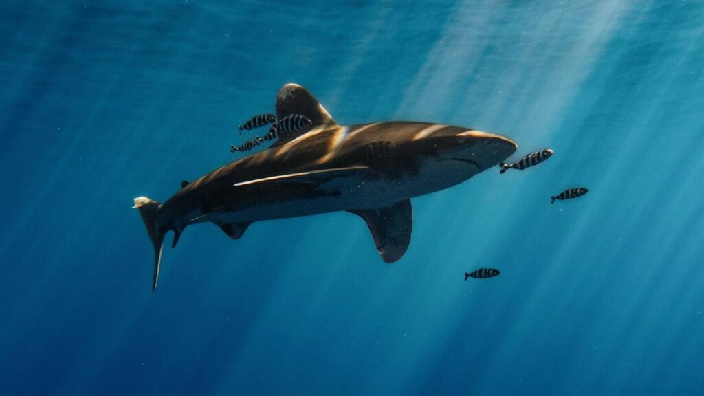 Humans have fingers because fish needed cloaca