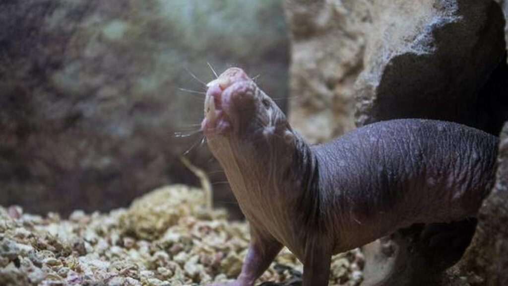 Just four mutations help naked mole rats fix DNA and live longer Just four mutations help naked mole rats fix DNA and live longer