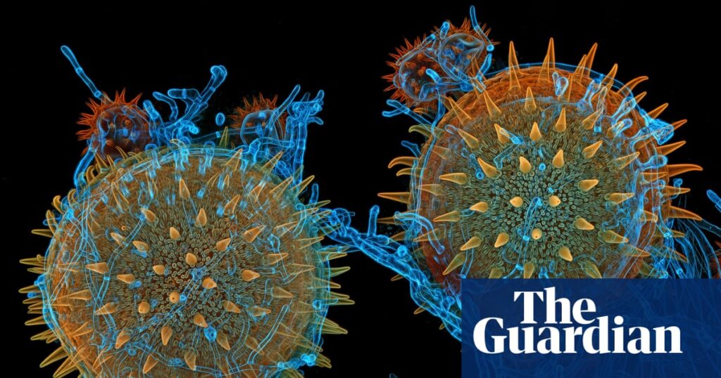 Magnifying the minuscule: Nikon Small World photomicrography 2025 – in pictures | Science Magnifying the minuscule: Nikon Small World photomicrography 2025 – in pictures | Science