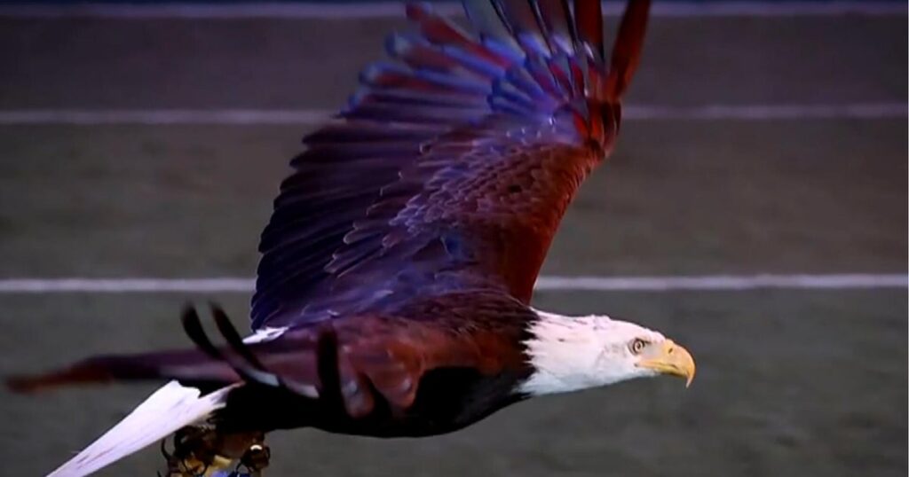 Meet Lincoln, the "lucky charm" of the Philadelphia Eagles