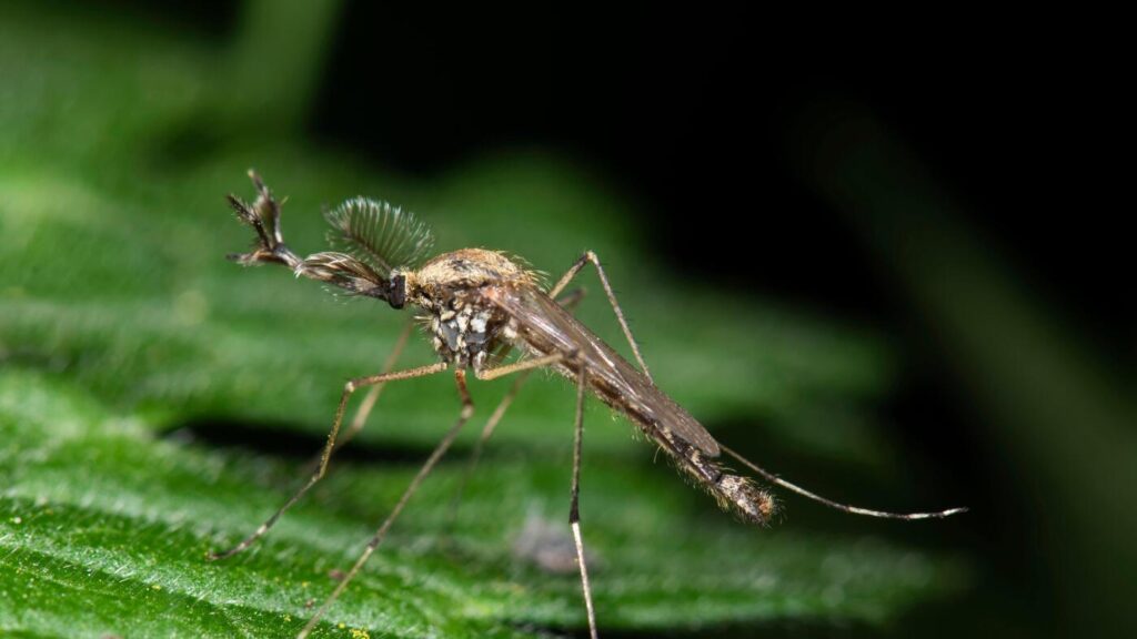 Mosquitoes appear in Iceland for the first time : NPR