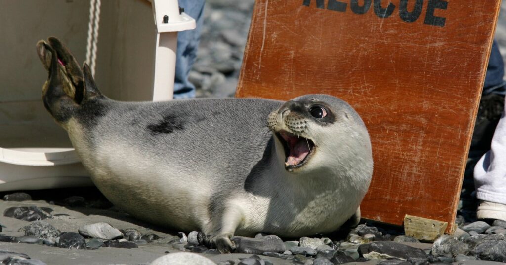 New list of threatened species includes arctic seals, majority of bird species worldwide