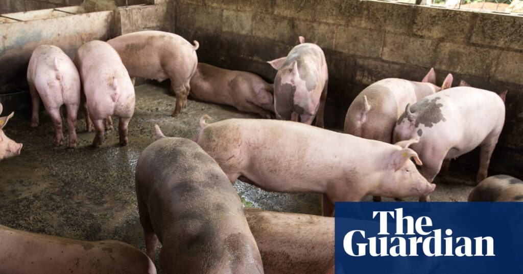 Scientists create pigs resistant to classical swine fever | Gene editing