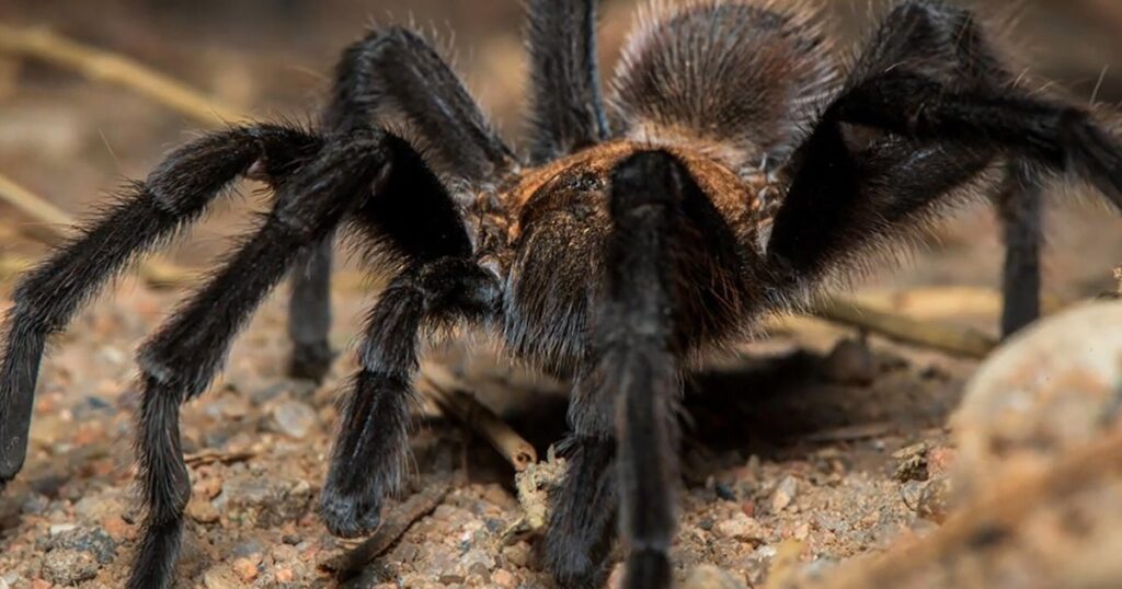 Tarantulas: Why you shouldn't be afraid