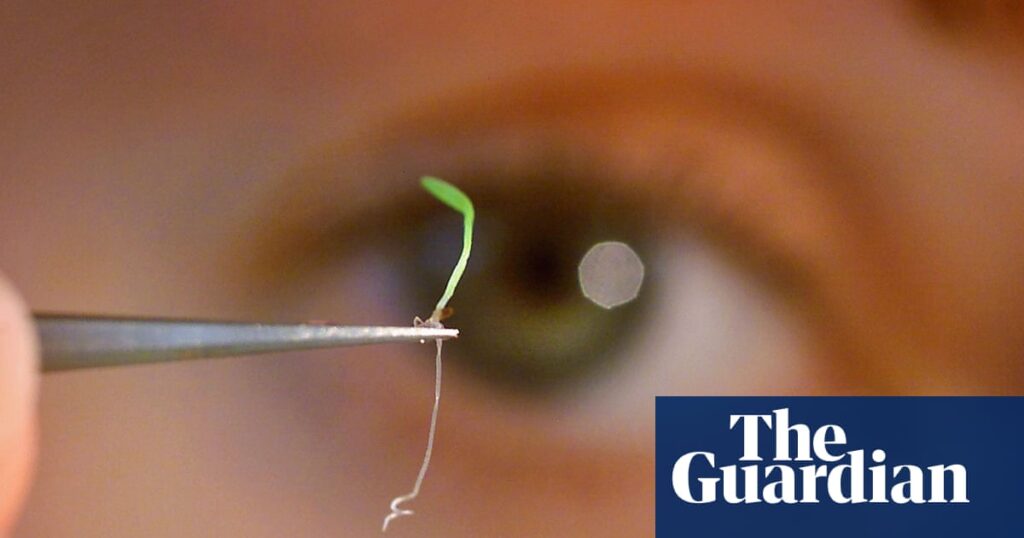 The seed bank storing the planet’s future – podcast | Science The seed bank storing the planet’s future – podcast | Science