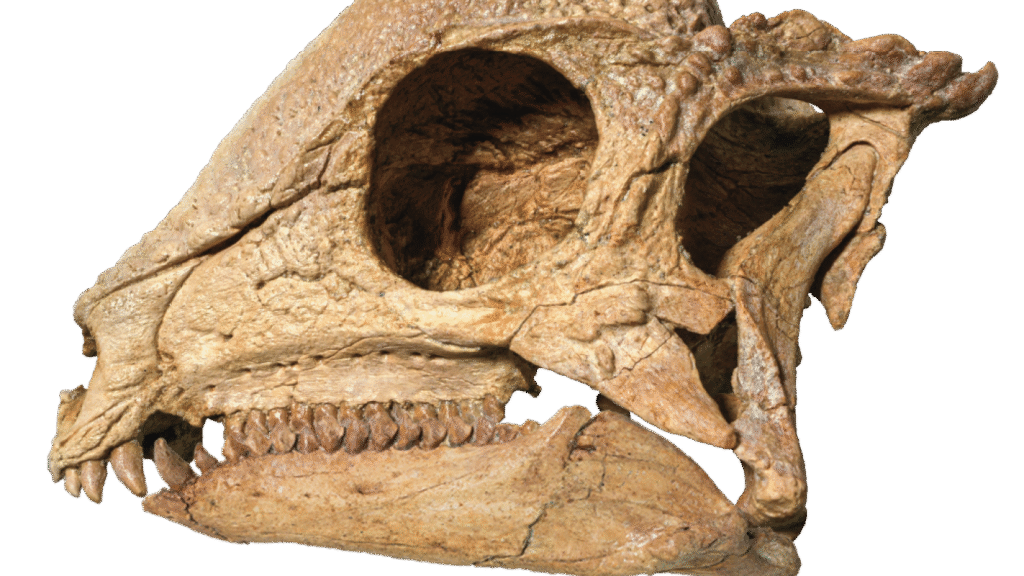 This pachycephalosaur fossil emerges like a perfectly polished jewel : NPR