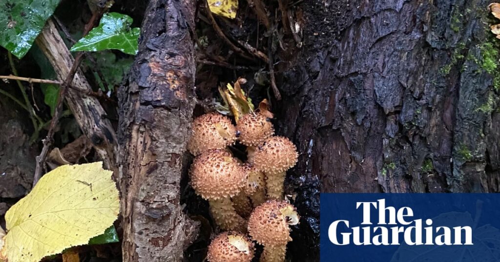 Young country diary: Bright or dull, fungi are my wonders of the woods | Fungi