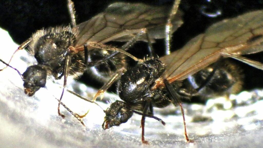 The curious case of the ant queen producing sons of two species